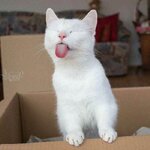 1312808278-parsnaz-com.jpg