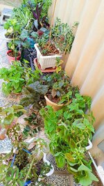 IMG_20240908_144722.jpg