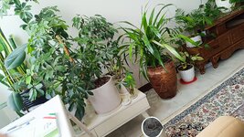 IMG_20250128_113906.jpg