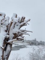 IMG_20250207_191708.jpg