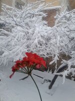 IMG_20250207_114641.jpg