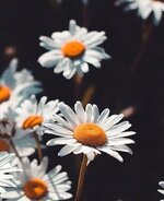 nody-عکس-گل-کوچک-برای-تصویر-زمینه-1726914125.jpg