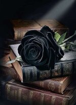Black-Rose_7_11zon_6_11zon.jpeg