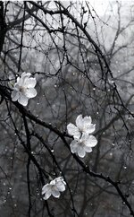 SmartSelect_۲۰۲۵۰۲۲۷_۱۴۱۶۳۹_Gallery.jpg