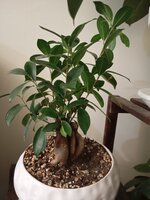 IMG_20250305_201250.jpg