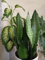 IMG_20250305_201658.jpg