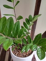 IMG_20250306_114050.jpg