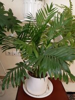 IMG_20250307_120248.jpg