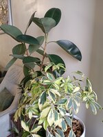 IMG_20250309_085524.jpg