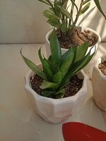 IMG_20250314_154938.jpg