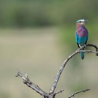 مانا قیاسی